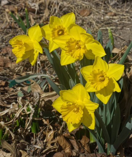 daffodil- feb 27.jpg